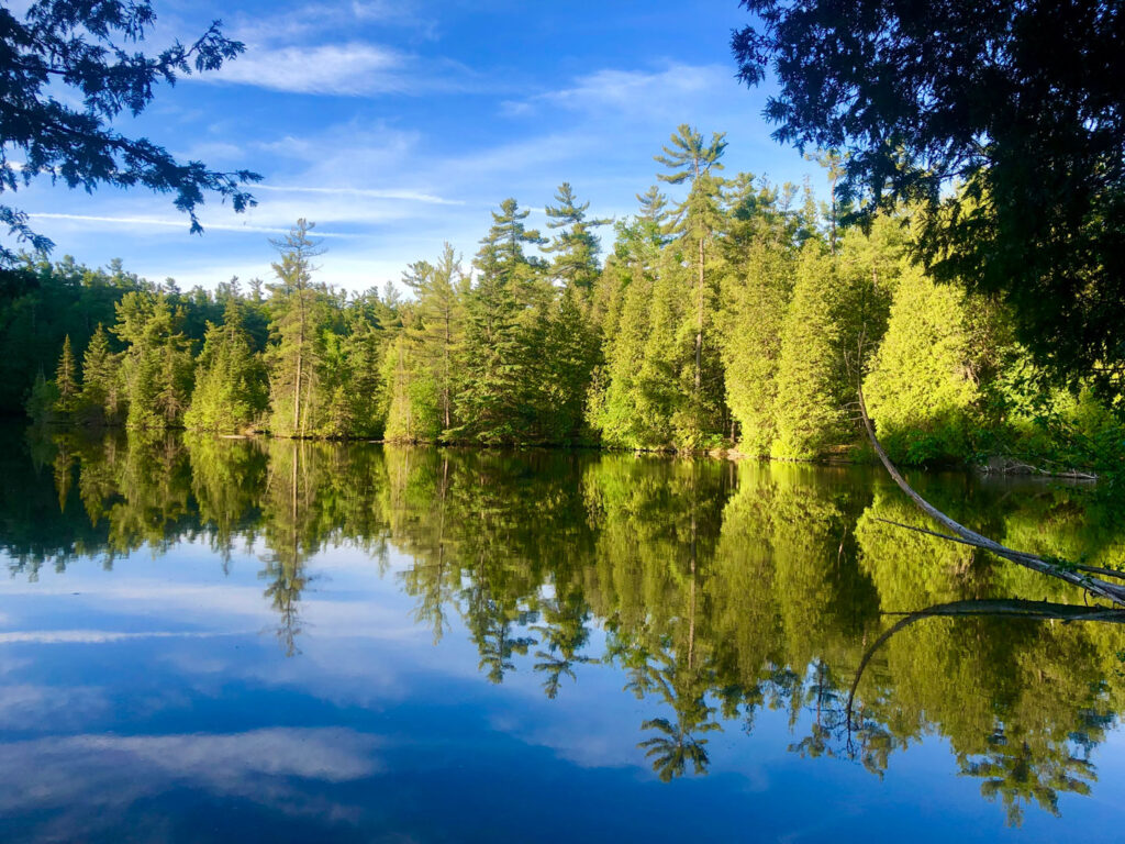 Lake in a forest