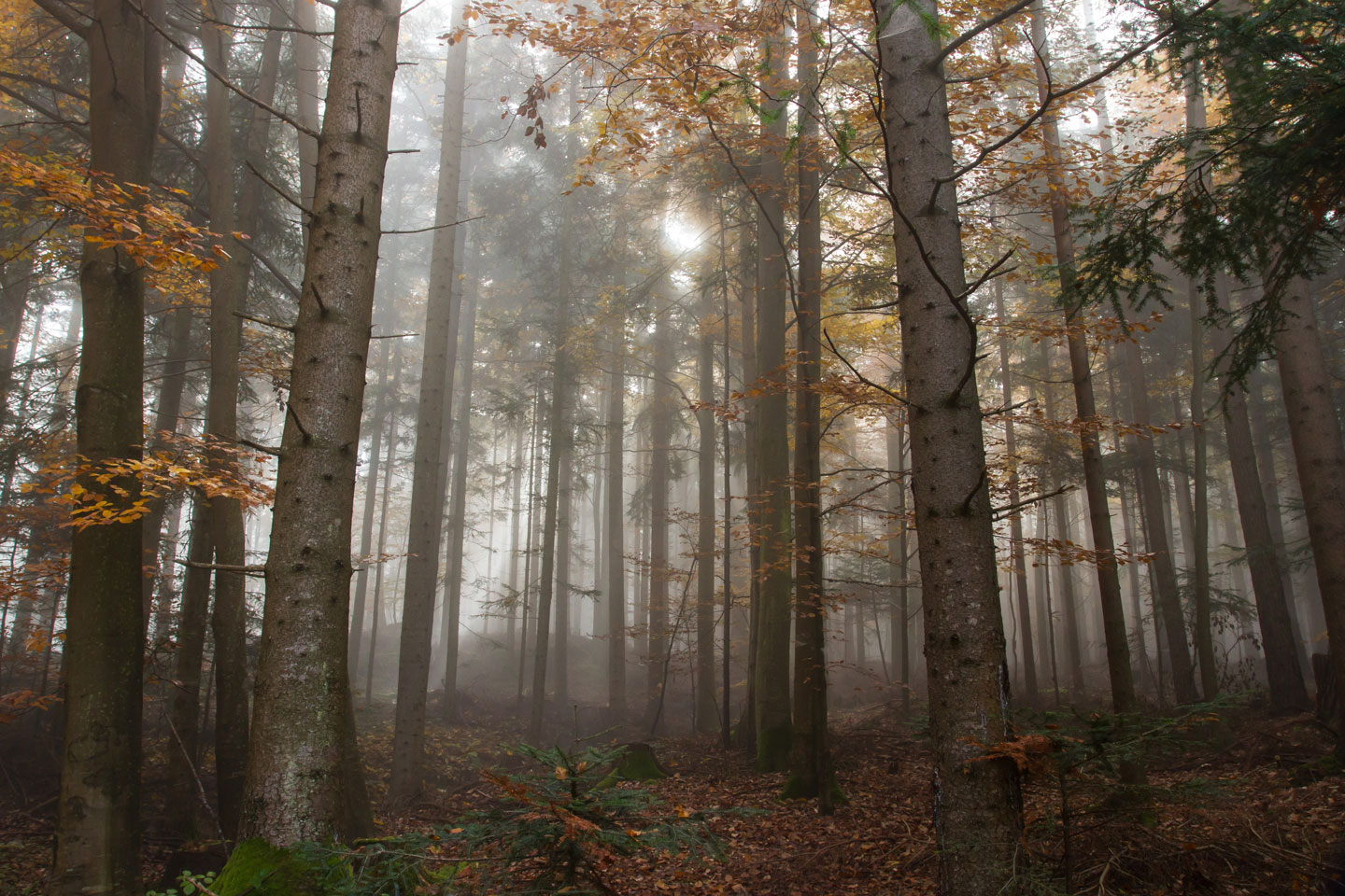 Misty Forest