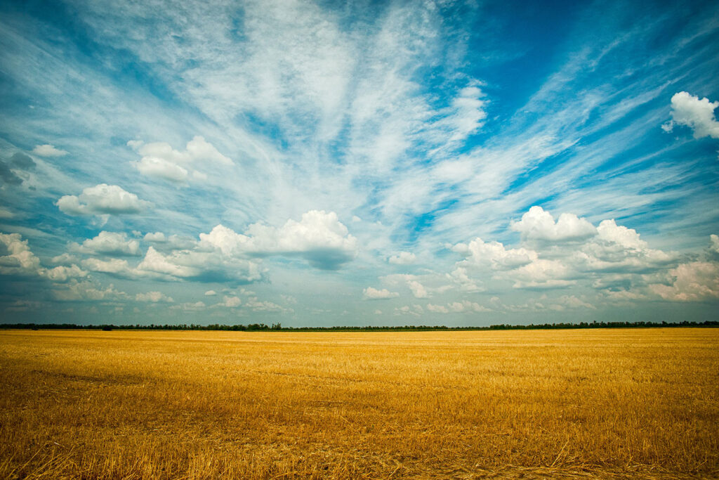 Grass field