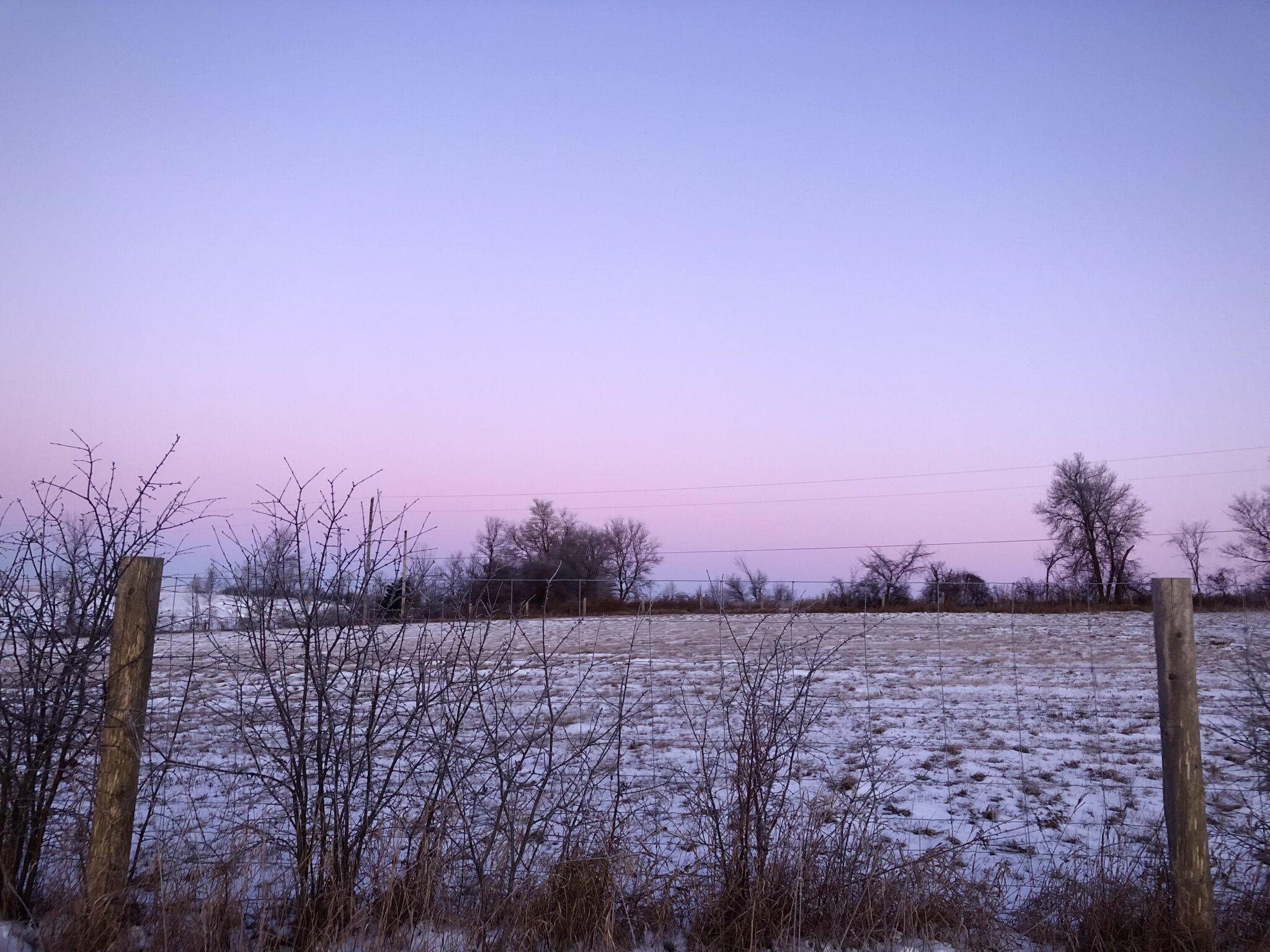a snowy field at sunrise. in the forground, there is long grass, in the background, trees. the sky is light pink that fades into blue.