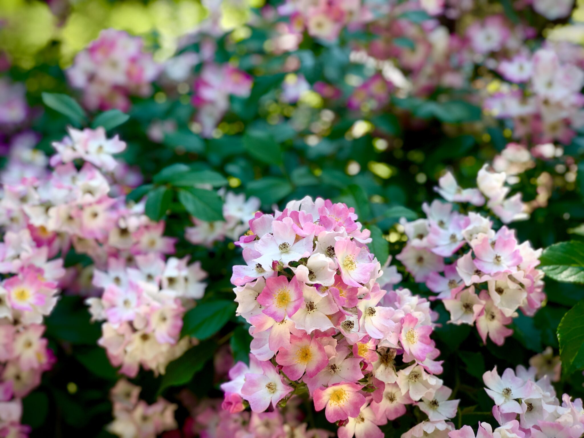 bunches of small, pink flowers