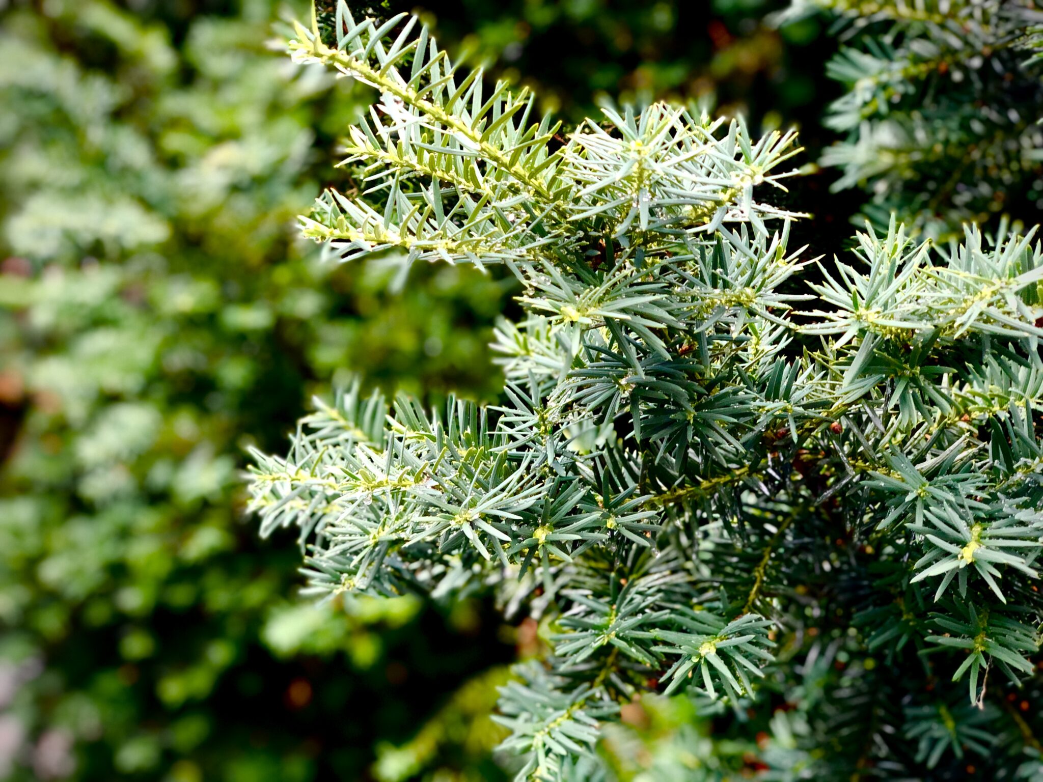 An evergreen tree branch shines in the sunlight