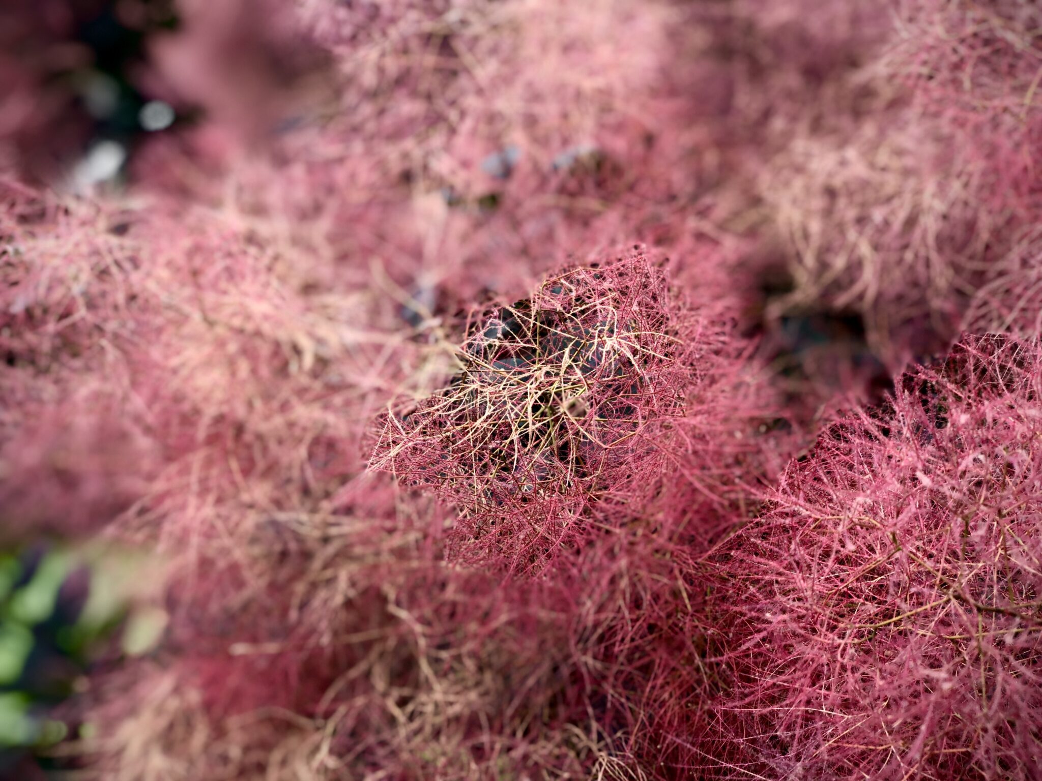 fluffy hot pink plants