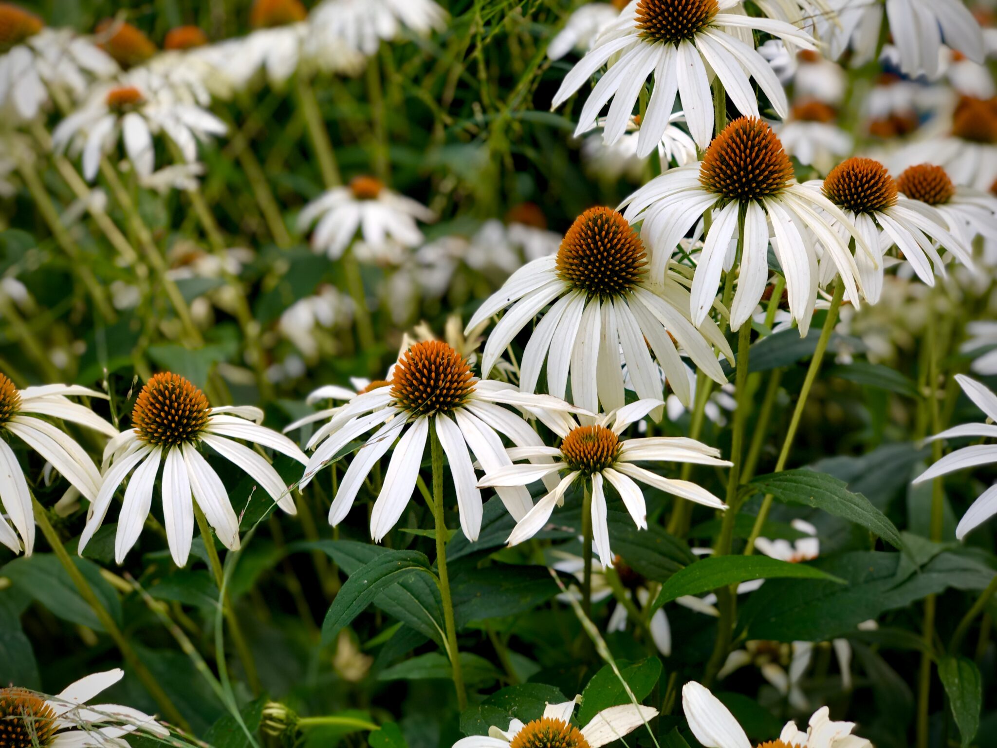 a field of daisies