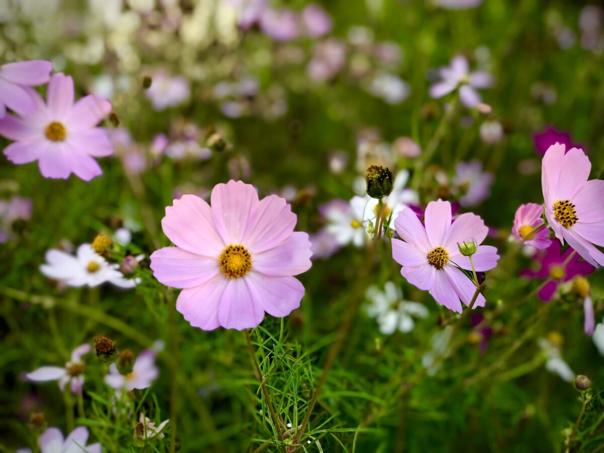 purple flowers in a green field