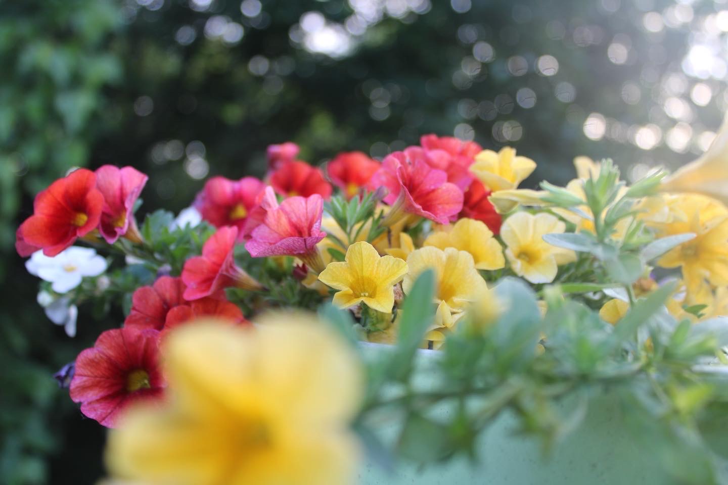 A close-up shot of small, open flowers. There are red ones behind yellow ones and the sunlight peeks through.