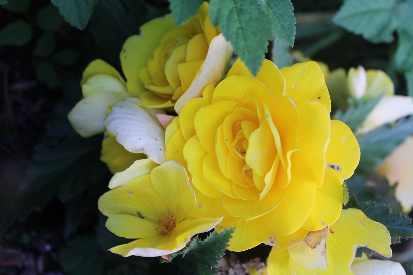 a close-up photo containing yellow roses on a dark background.