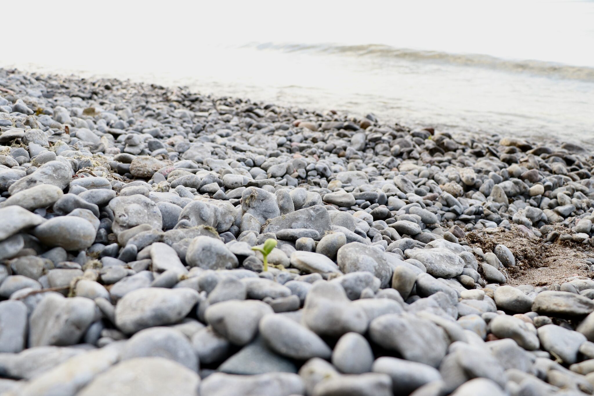 a rocky beach with a small, green sprout popping through the rocks. You can see the gentle waves of the lake in the background of the image.