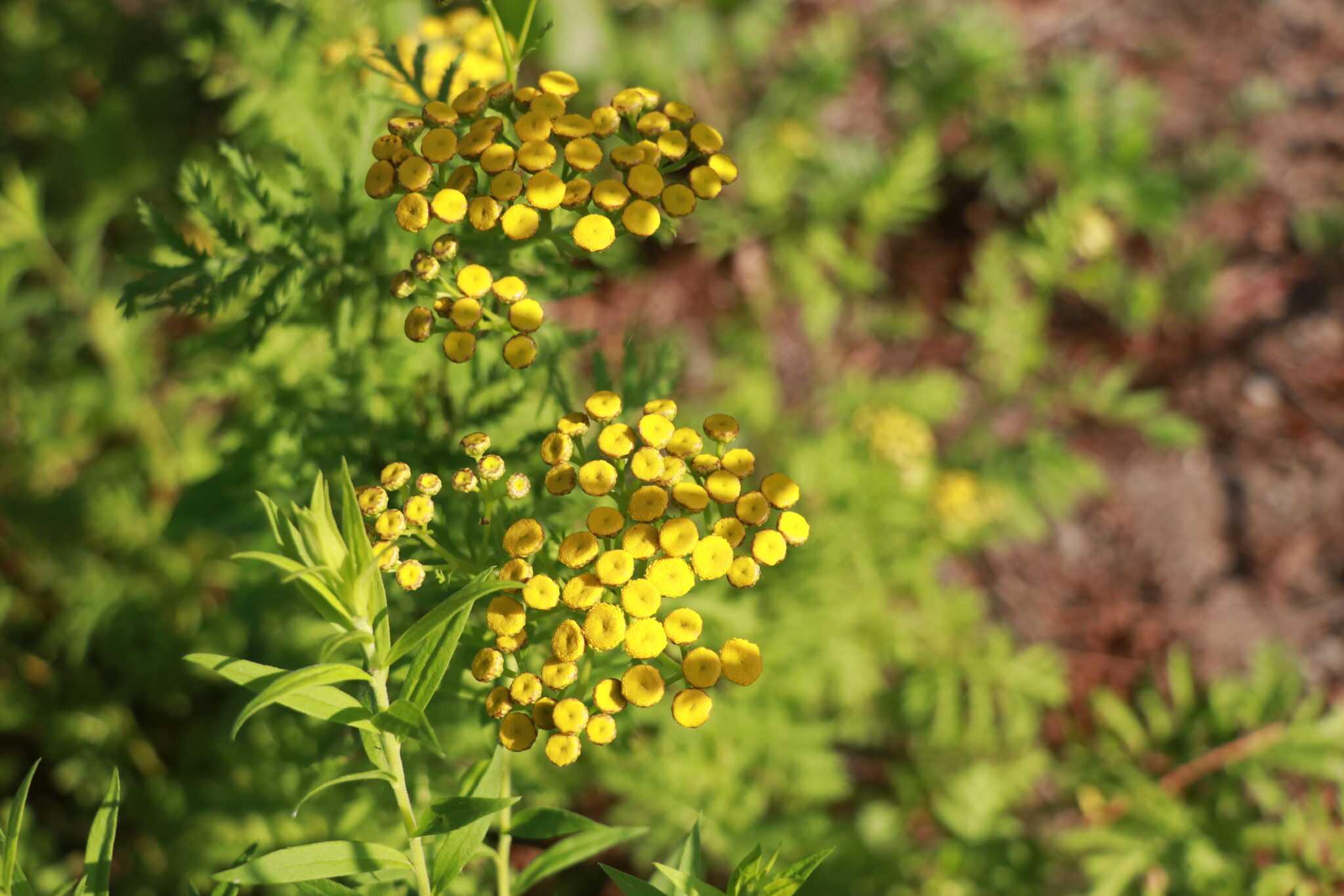Yellow wildflowers are partially in sunlight and partially in the shade.