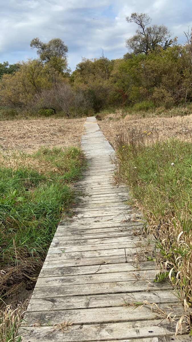 a wooden boardwalk goes straight through a marsh. Overgrown tall grass and reeds grow slightly over the sides of the boardwalk as it disappears into the forest.