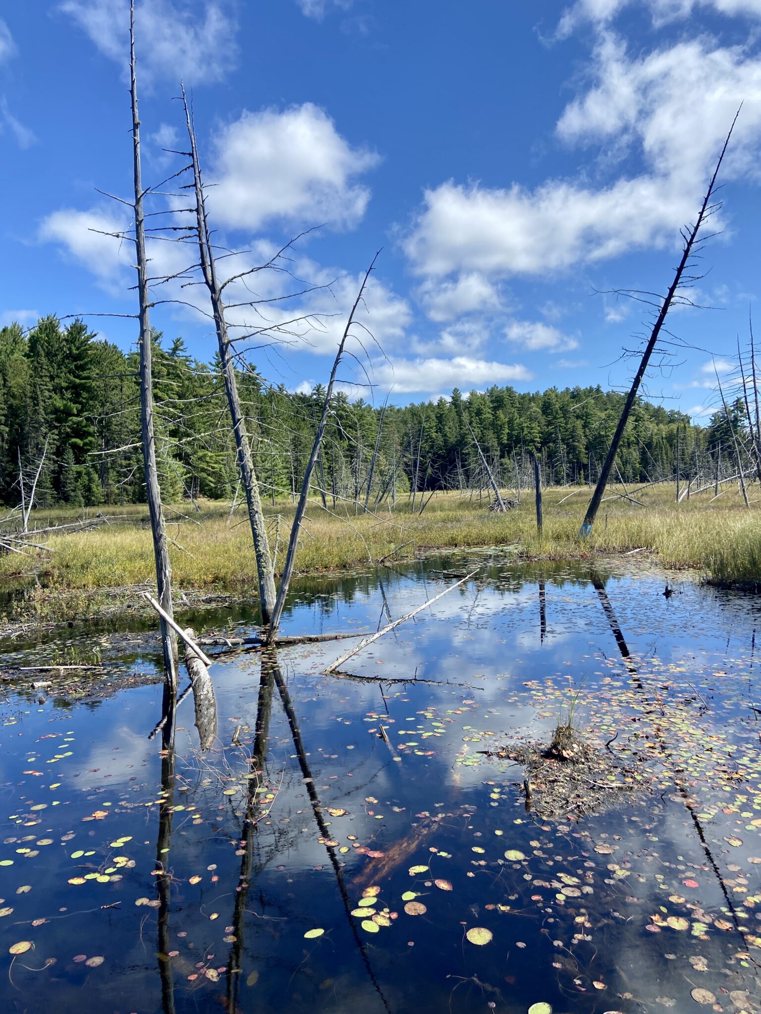 a marsh in Temagami with lillypads in the water and sparse trees sticking out of it