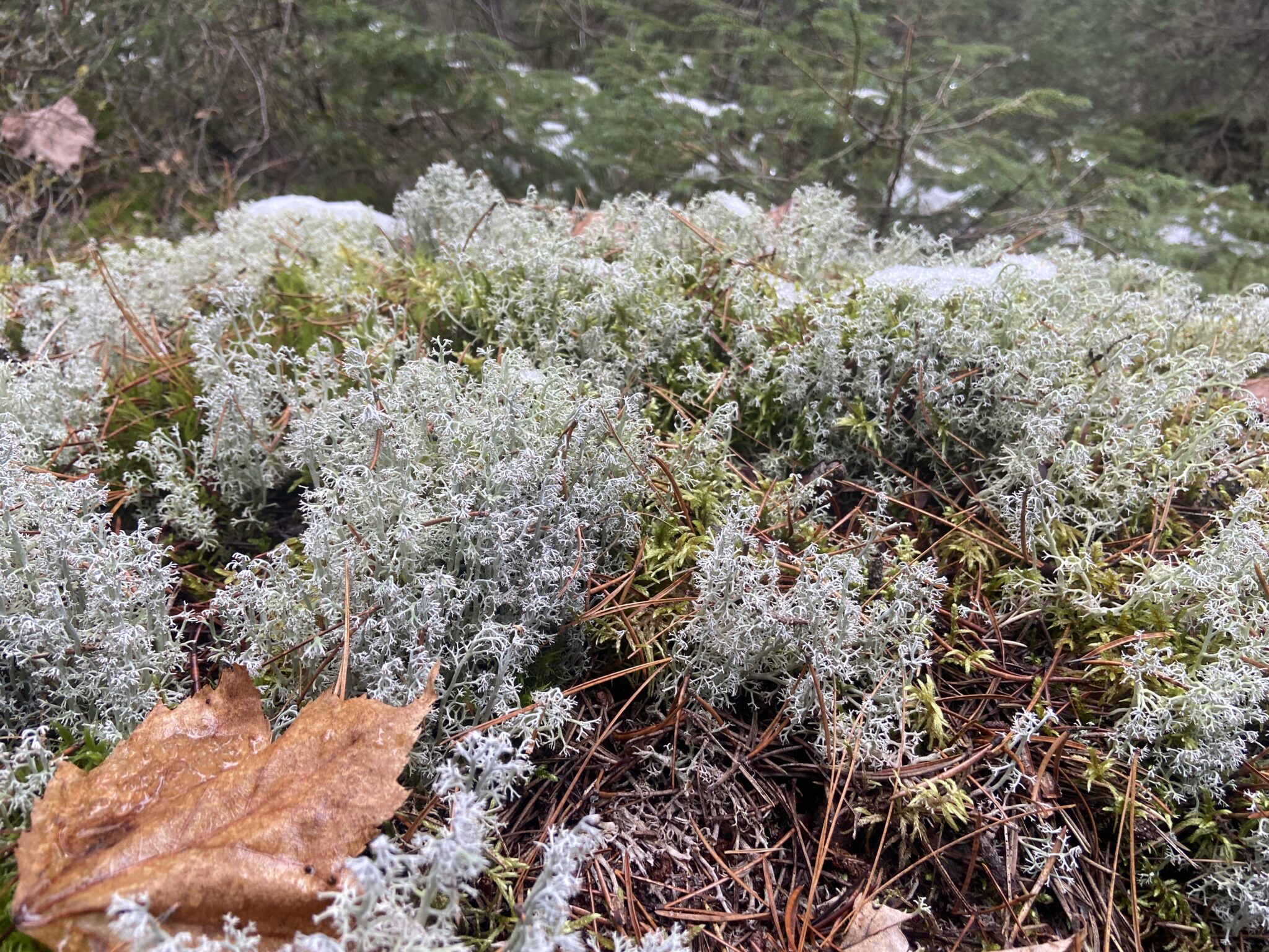 Moss, lichen, and a bit of snow on the forest floor