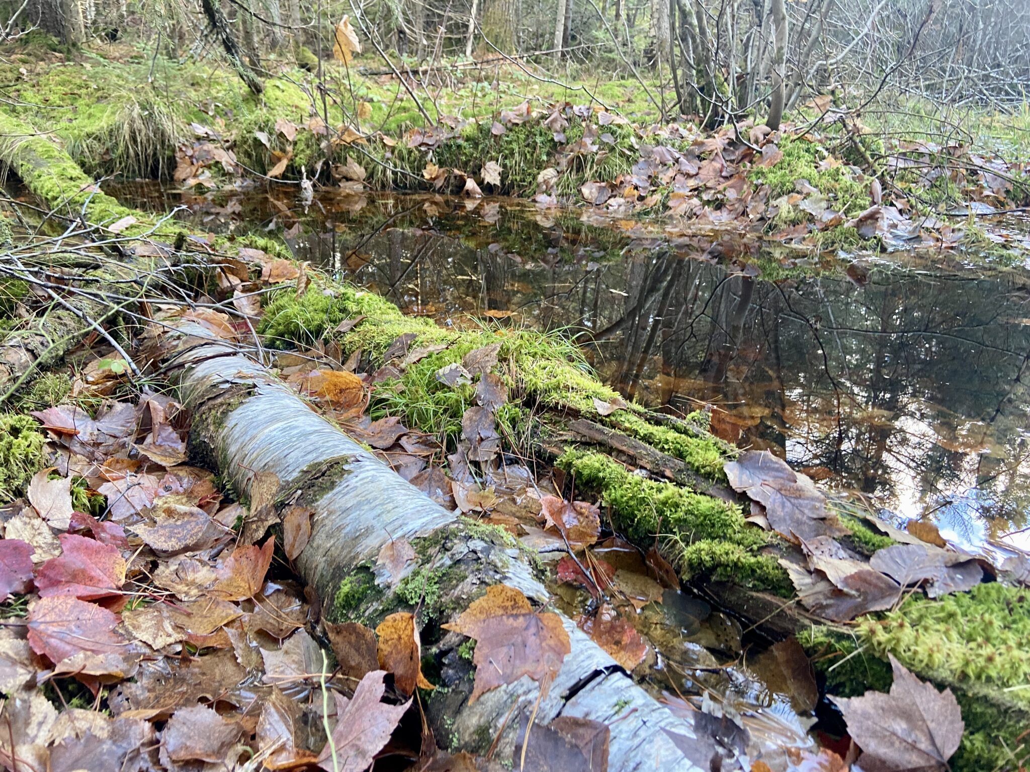 a birch tree covered in moss on an autumn forest ground with water in the background