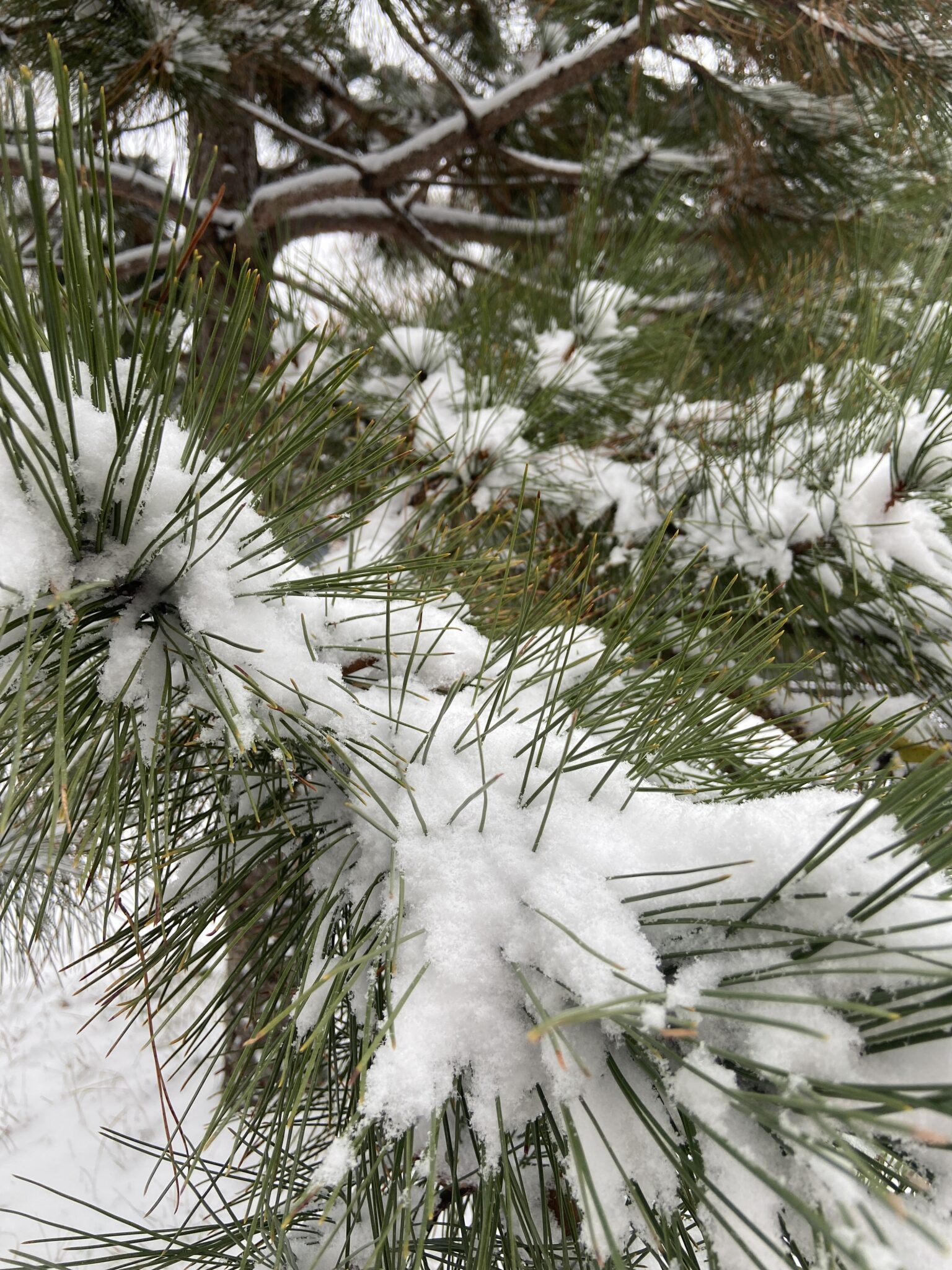 snow-covered pine needles
