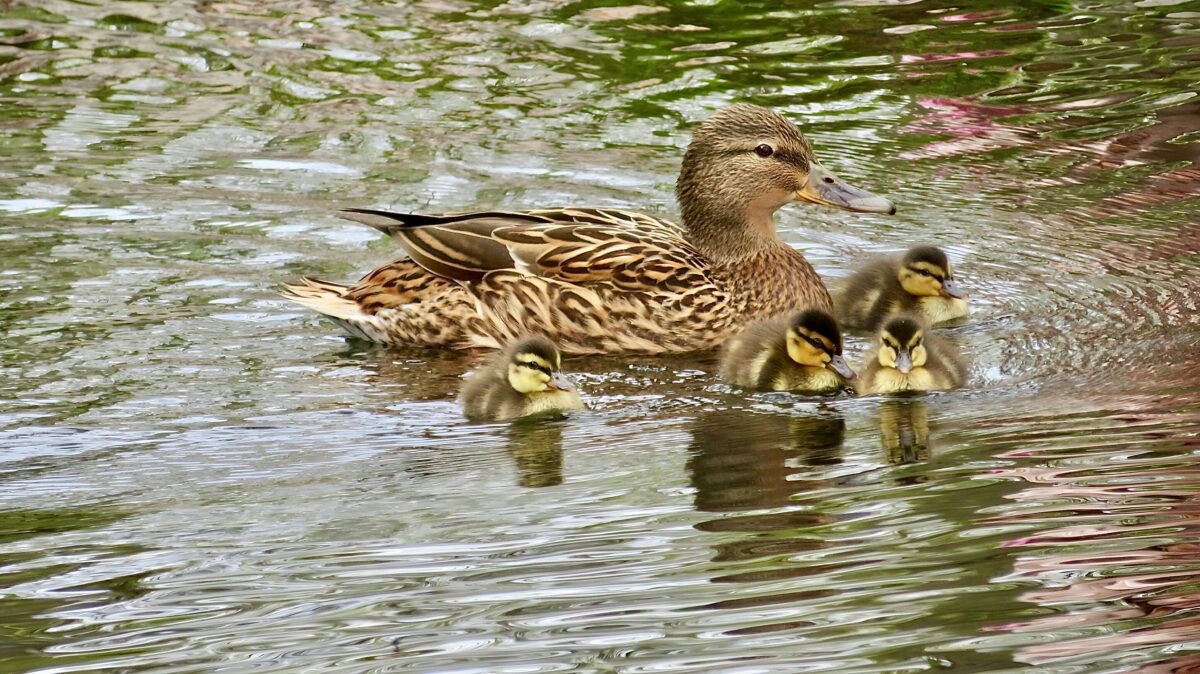 Image of a female mallard duck on a body of water with ducklings around her.