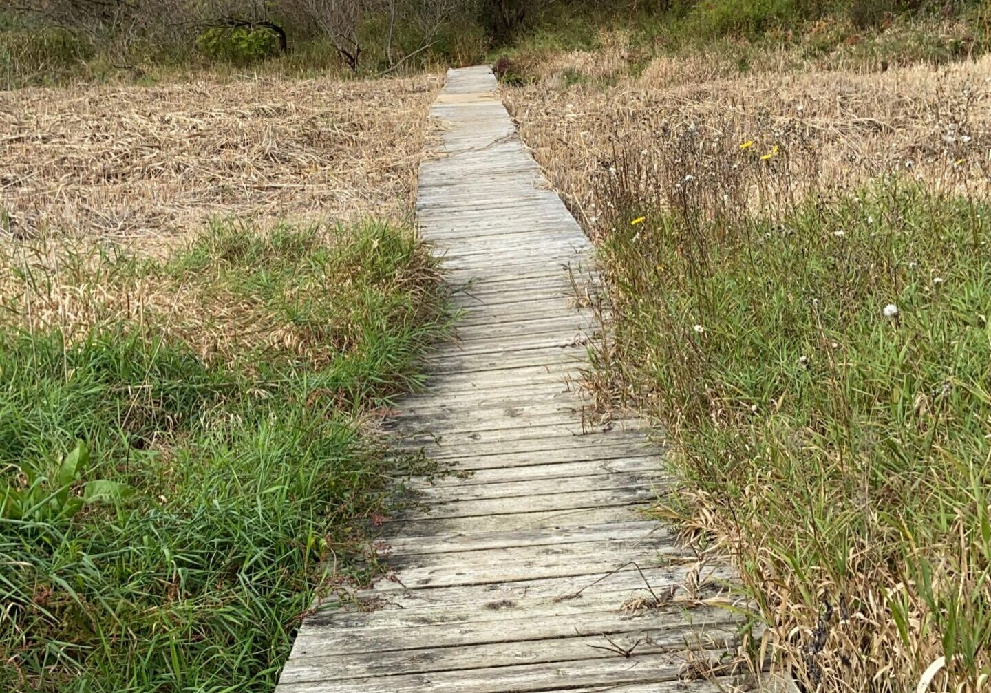 a wooden boardwalk goes straight through a marsh. Overgrown tall grass and reeds grow slightly over the sides of the boardwalk as it disappears into the forest.