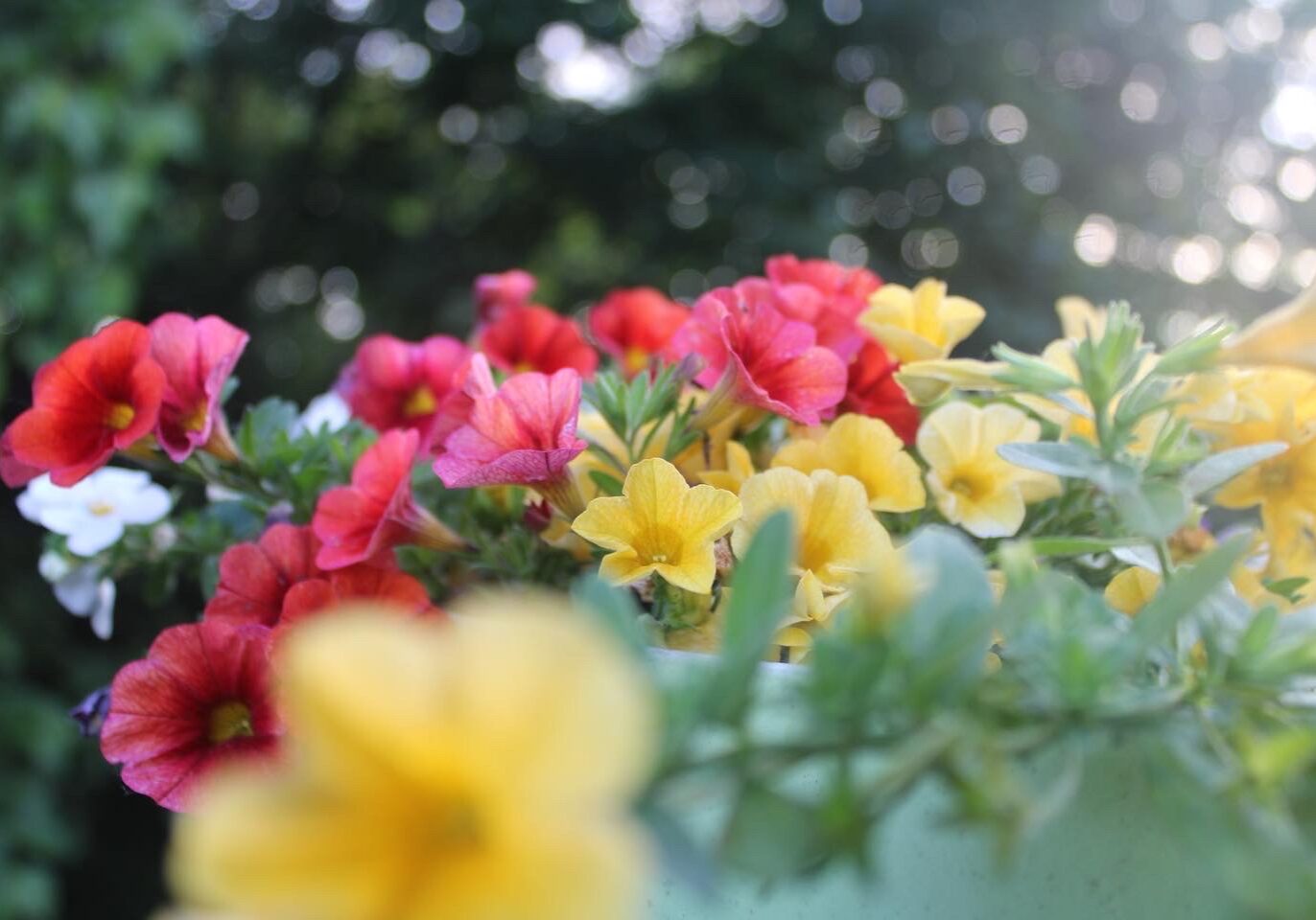 A close-up shot of small, open flowers. There are red ones behind yellow ones and the sunlight peeks through.