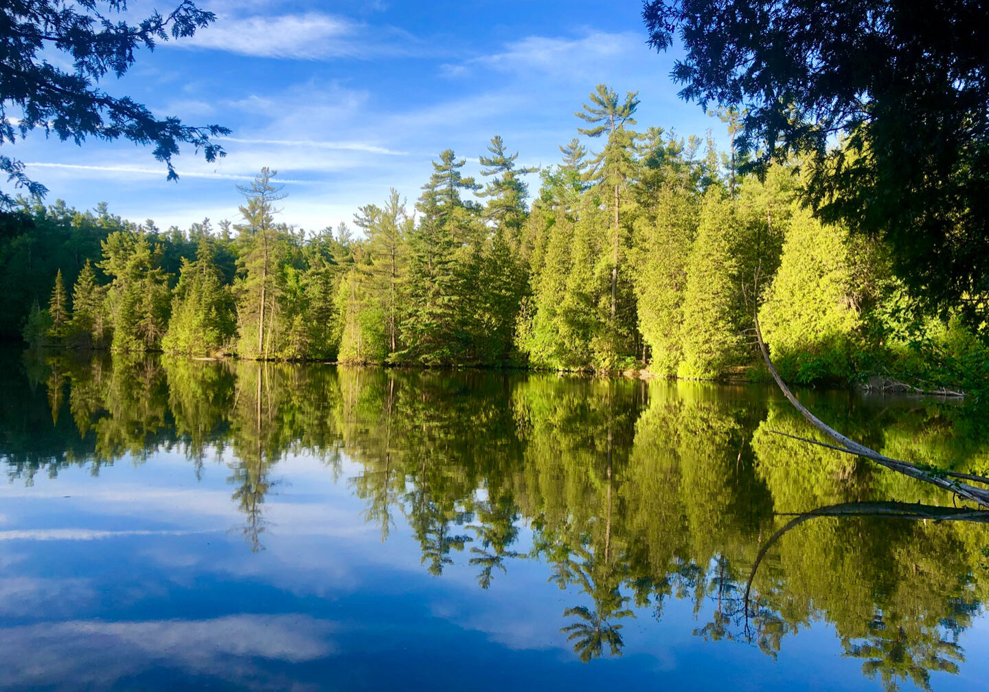 Lake in a forest