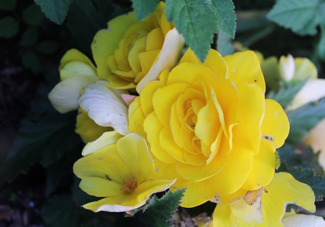 a close-up photo containing yellow roses on a dark background.