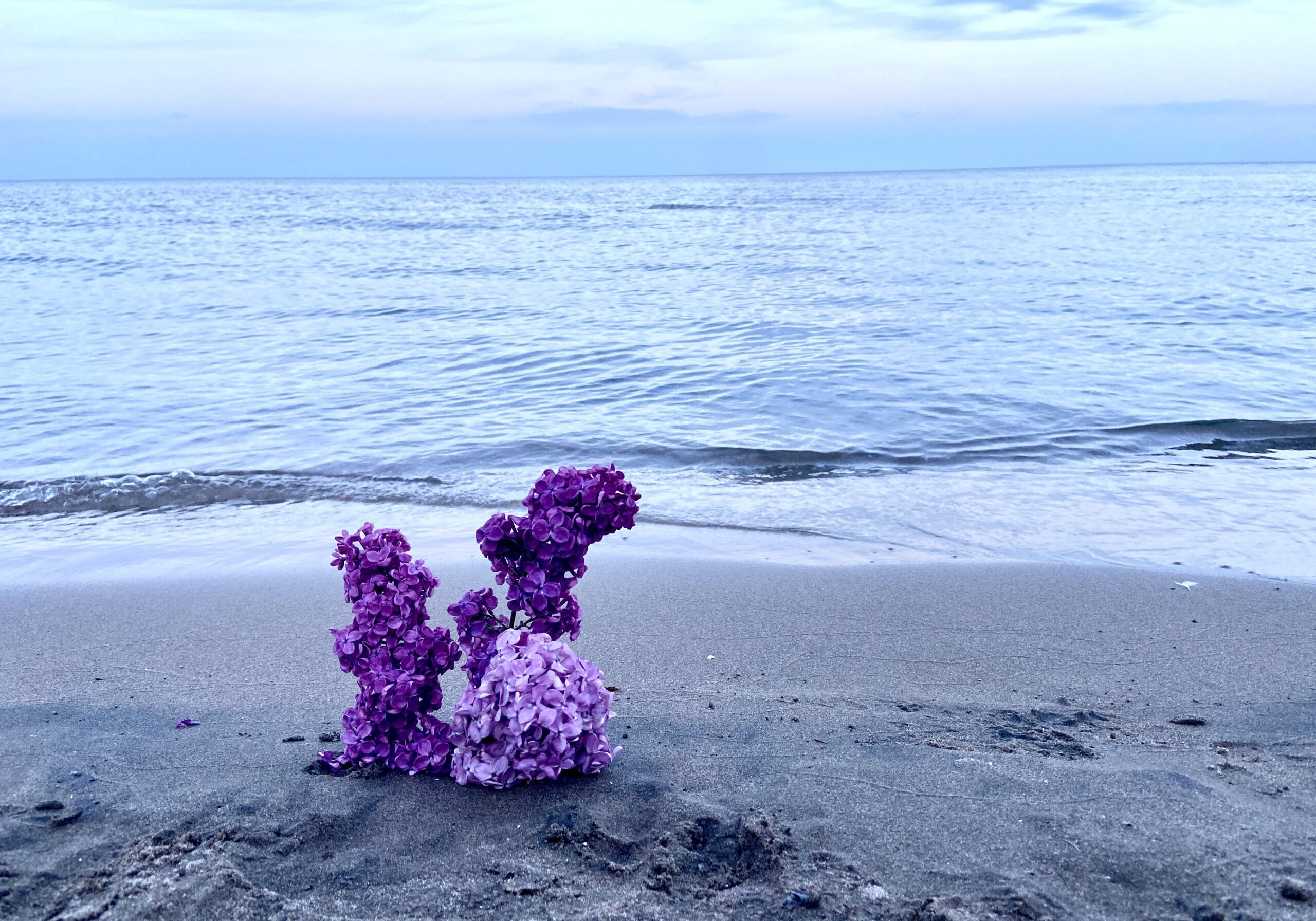 a lilac is stuck in the sand of the beach at a memorial.