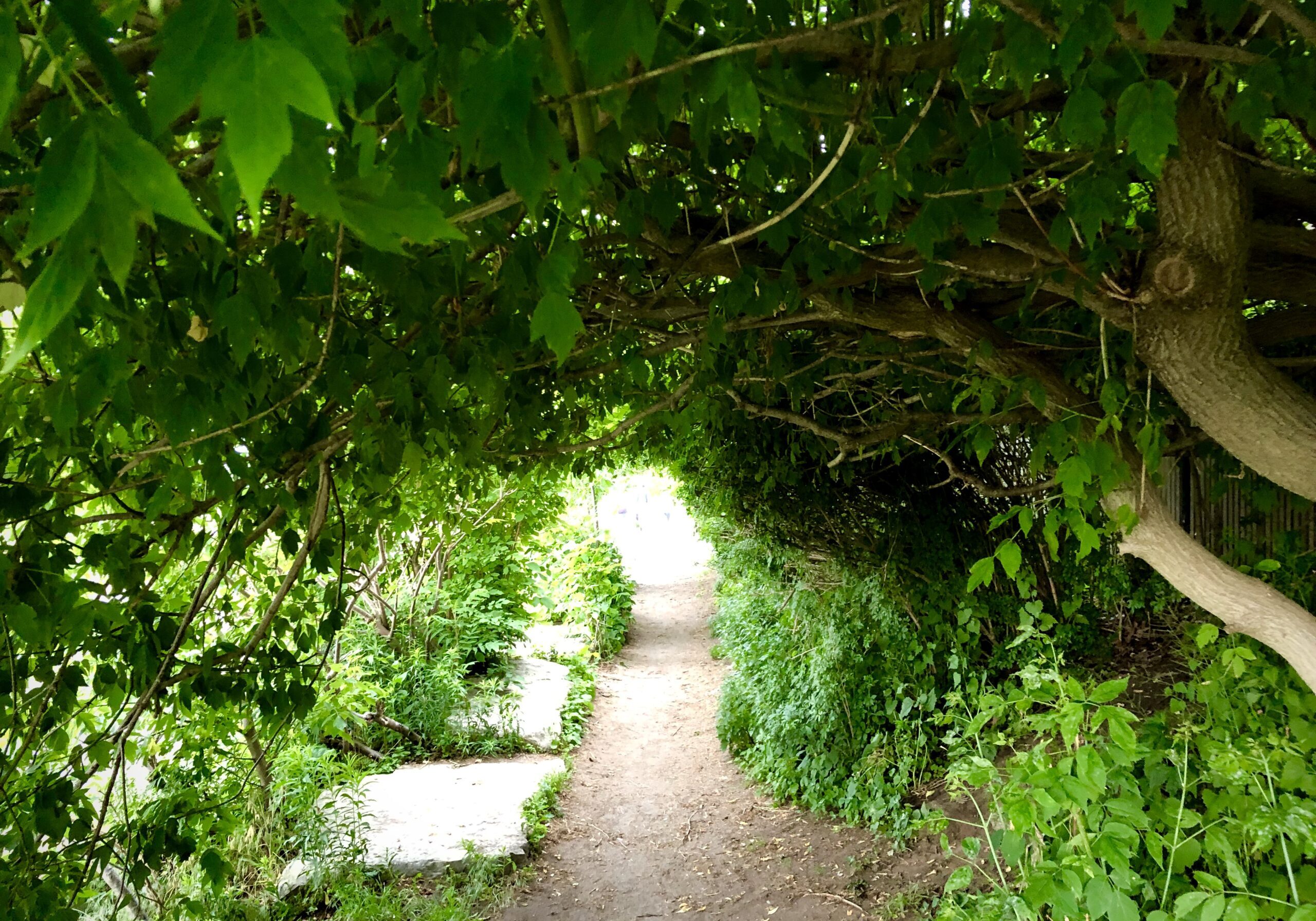 a dirt path appears between greenery and under trees