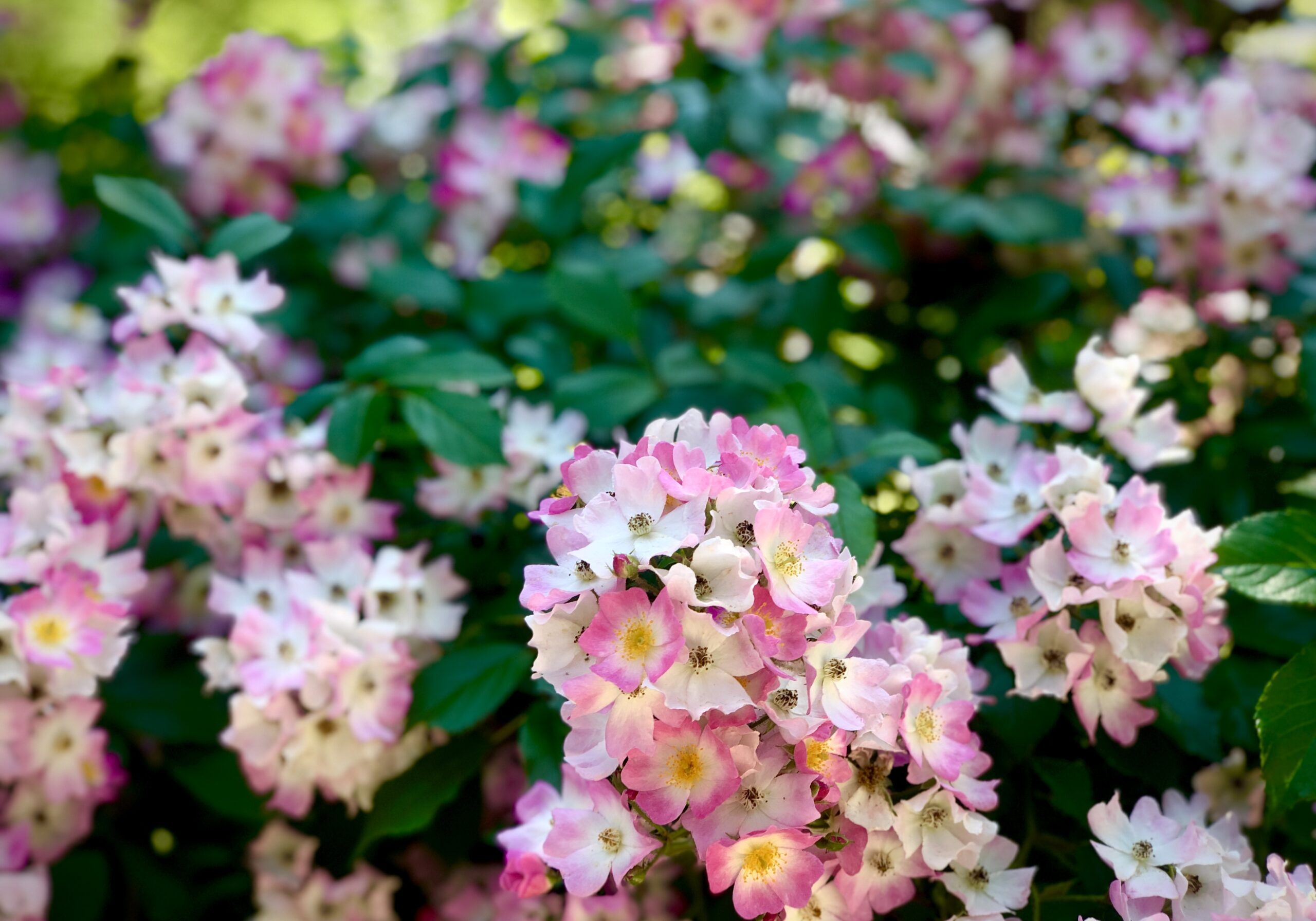 bunches of small, pink flowers