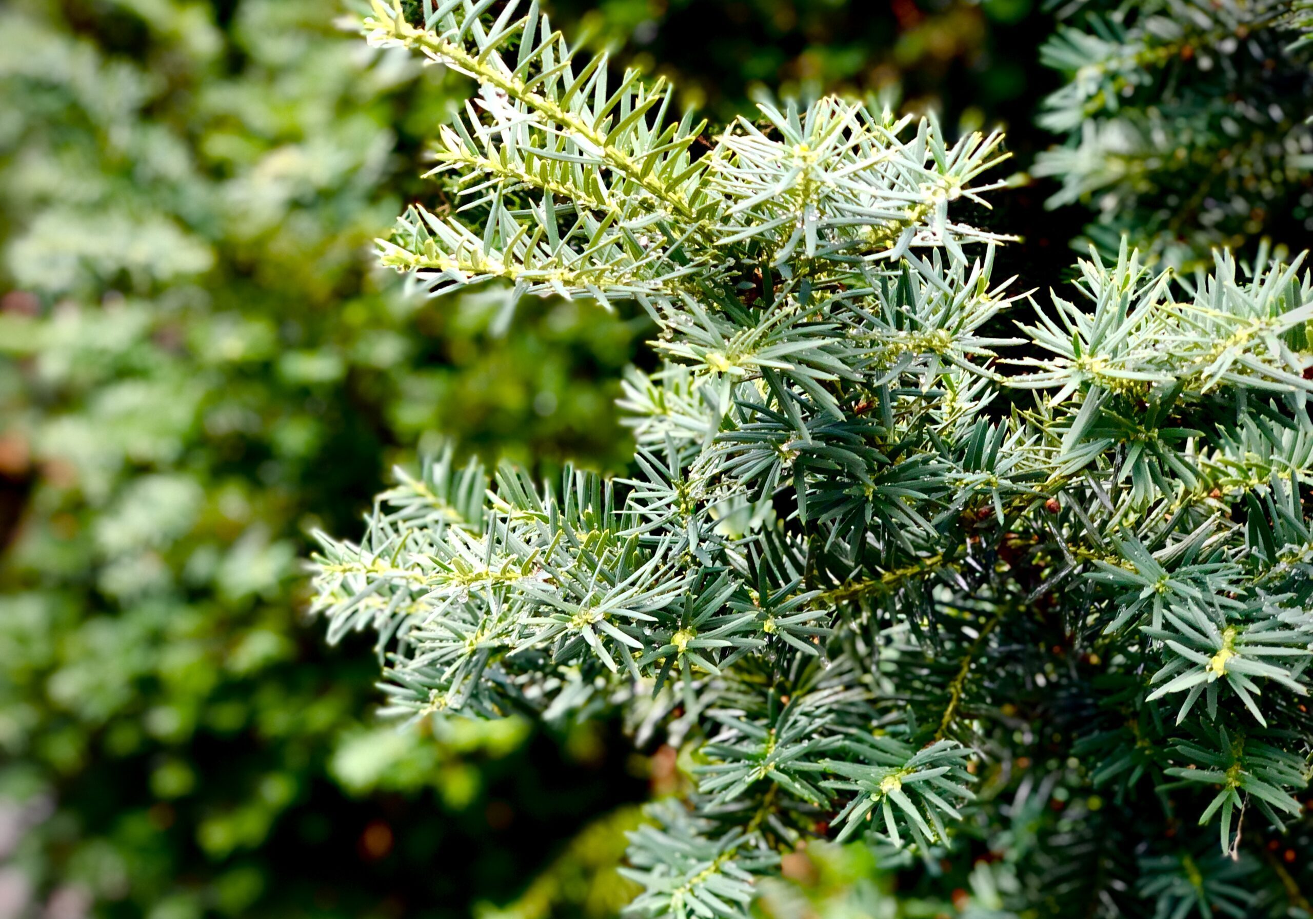 An evergreen tree branch shines in the sunlight