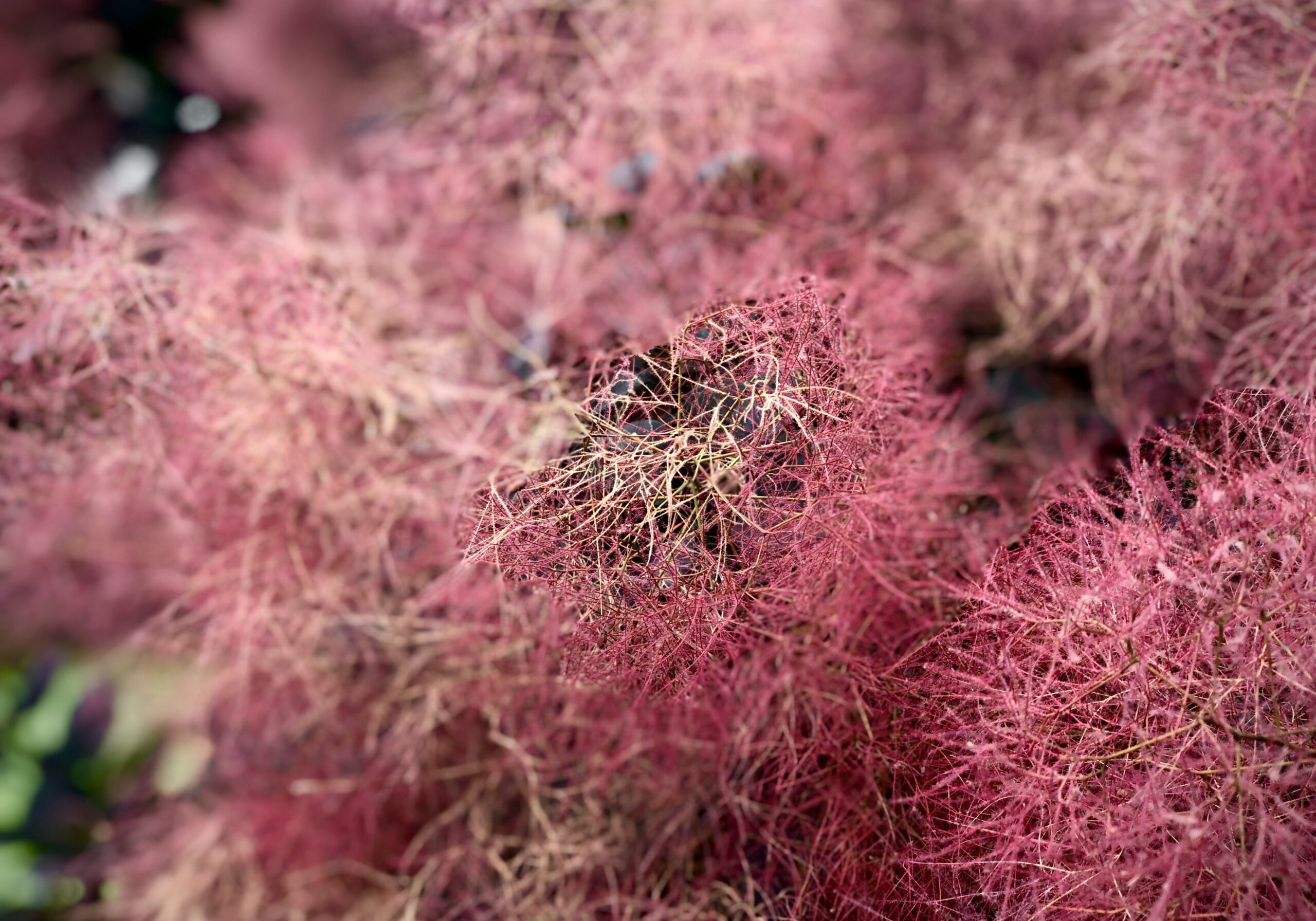 fluffy hot pink plants