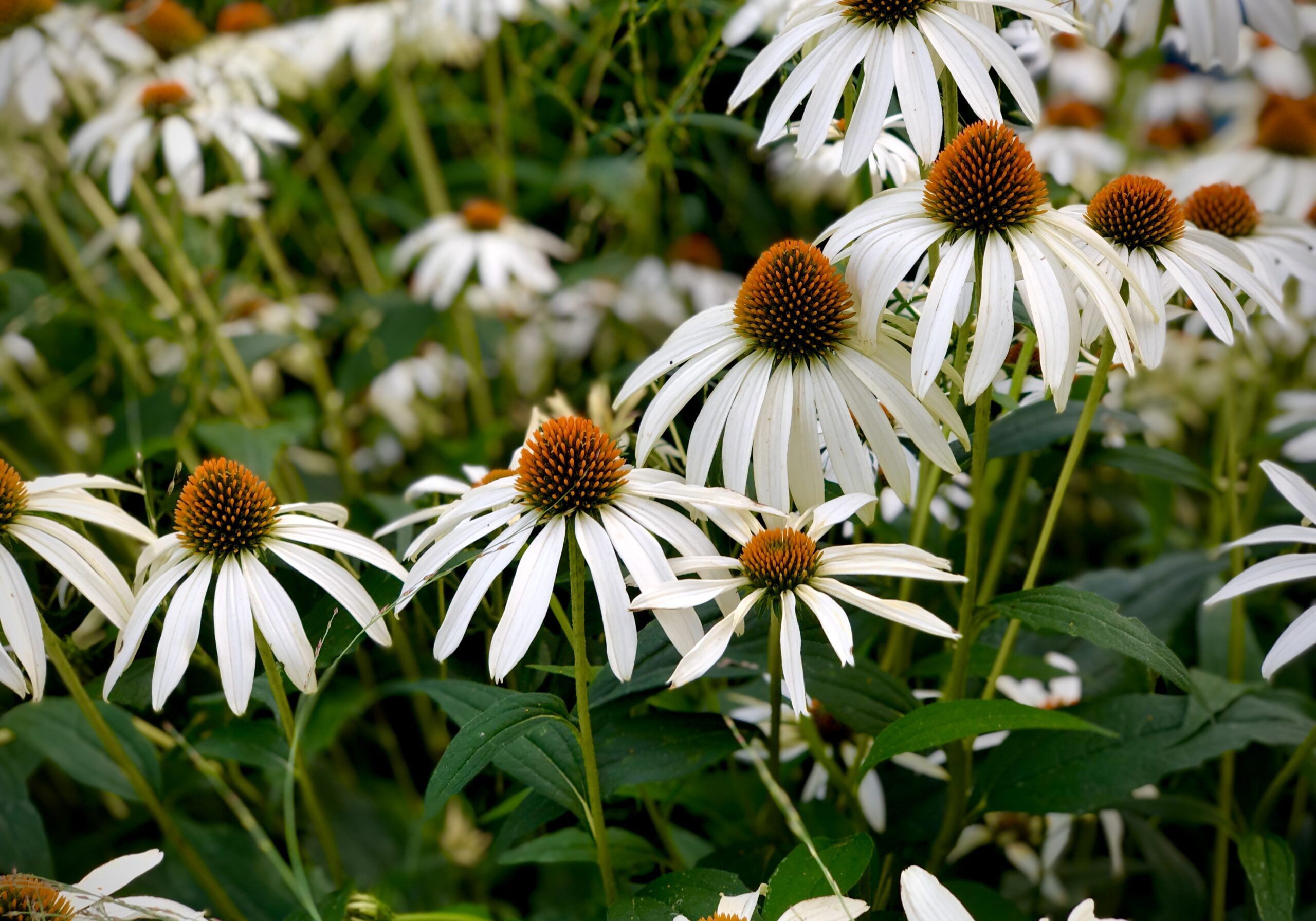 a field of daisies