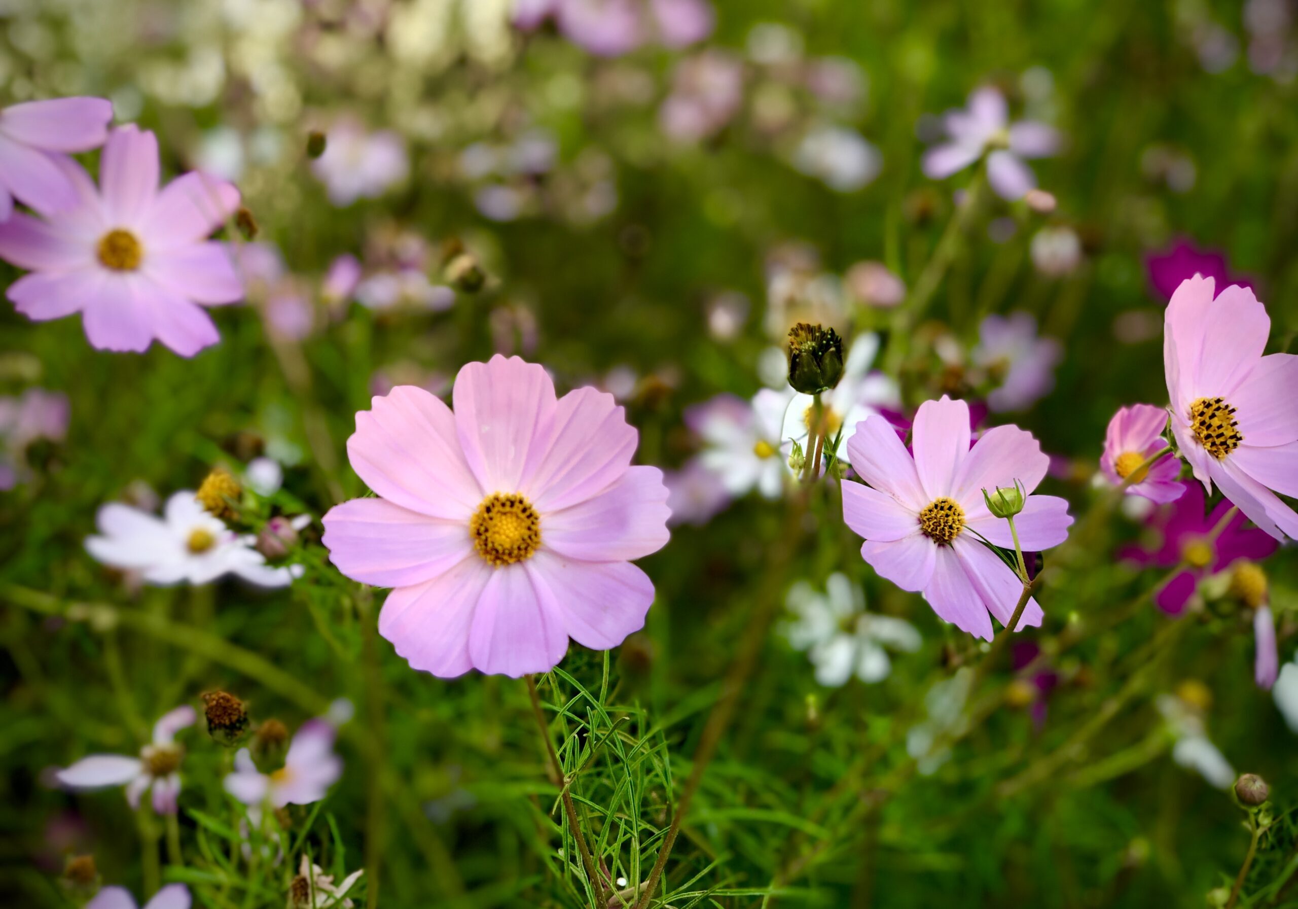 purple flowers in a green field