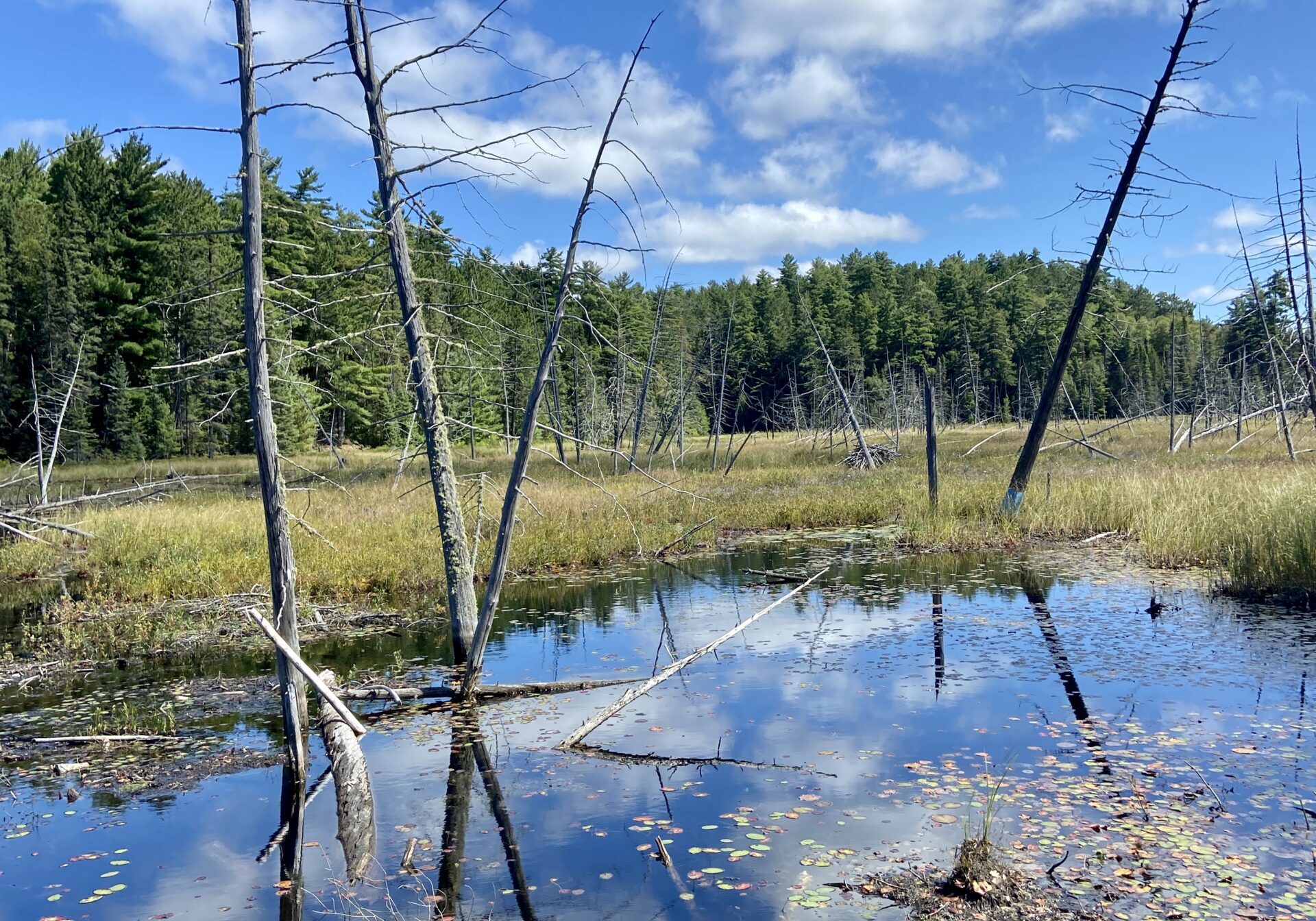 a marsh in Temagami with lillypads in the water and sparse trees sticking out of it