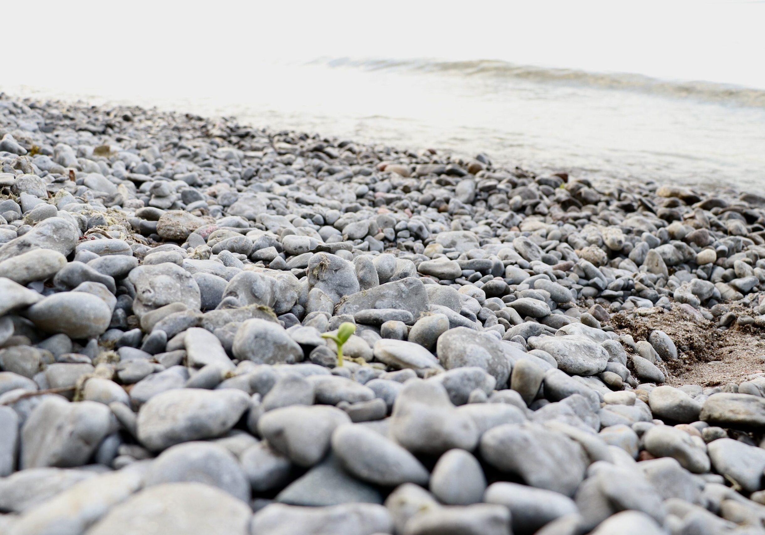 a rocky beach with a small, green sprout popping through the rocks. You can see the gentle waves of the lake in the background of the image.