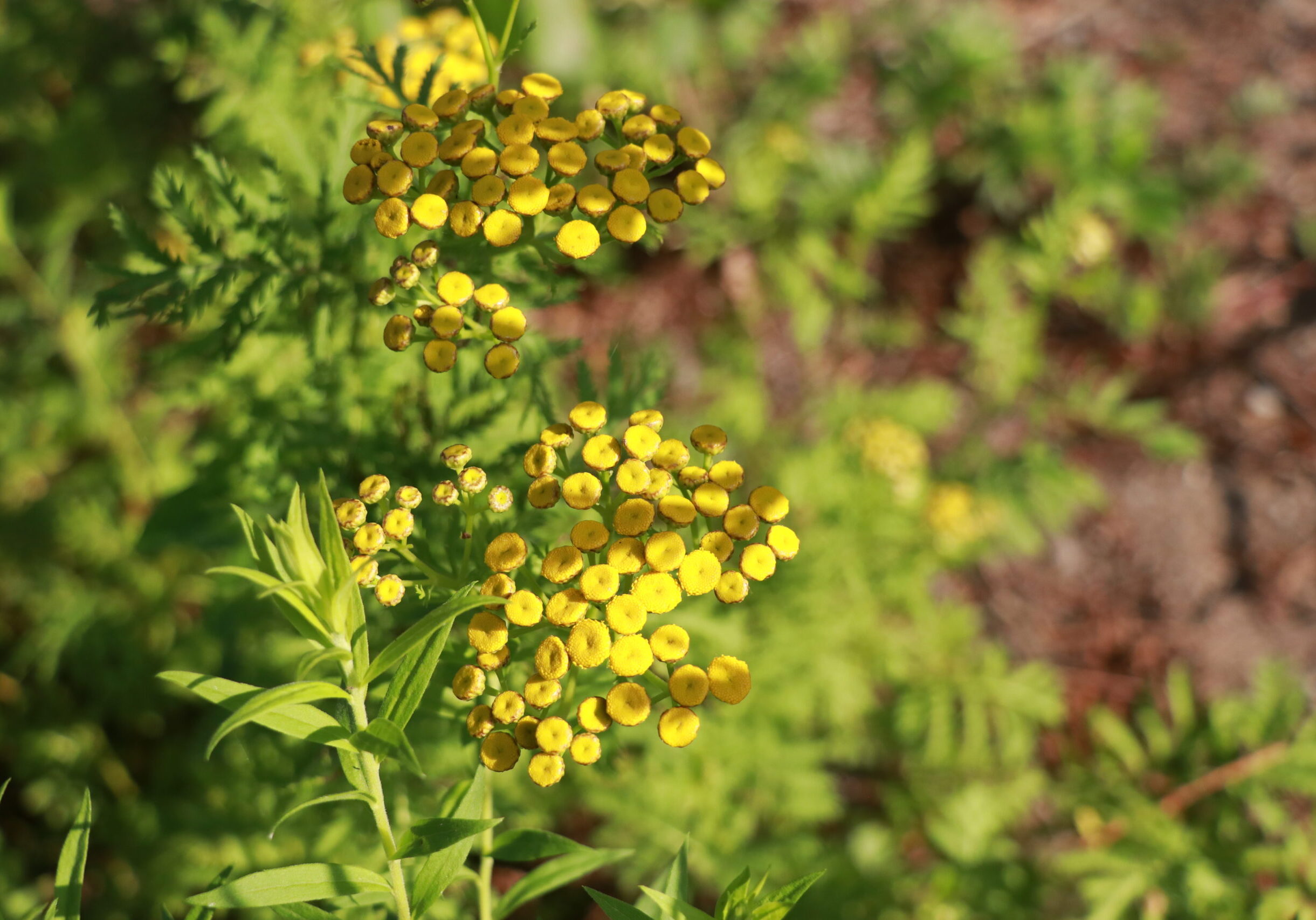 Yellow wildflowers are partially in sunlight and partially in the shade.