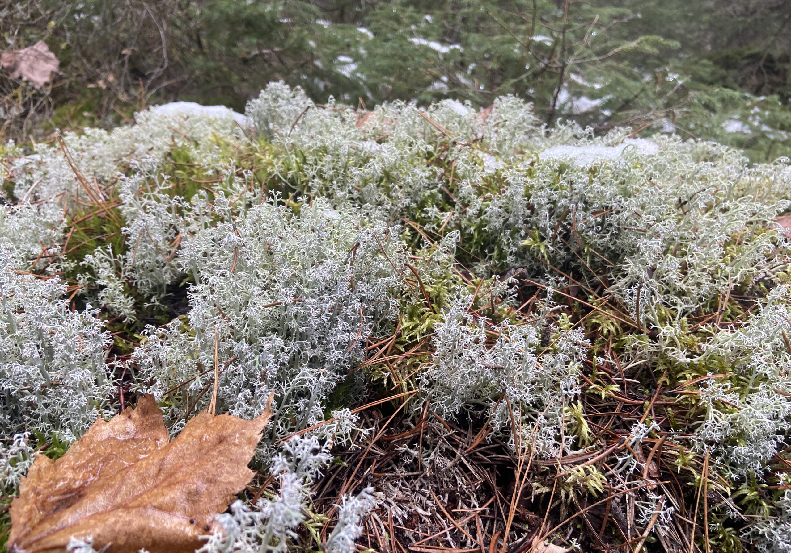 Moss, lichen, and a bit of snow on the forest floor