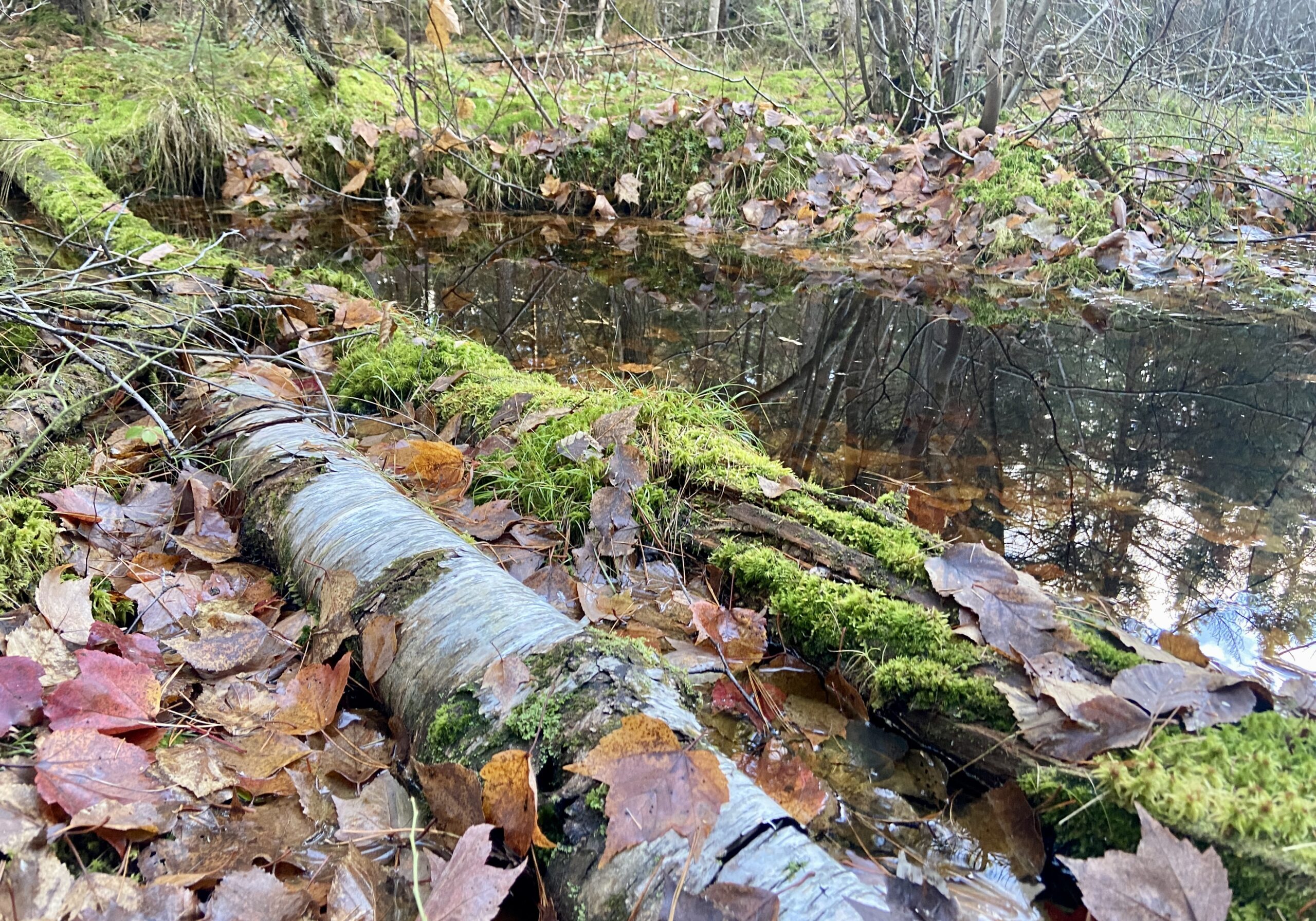 a birch tree covered in moss on an autumn forest ground with water in the background