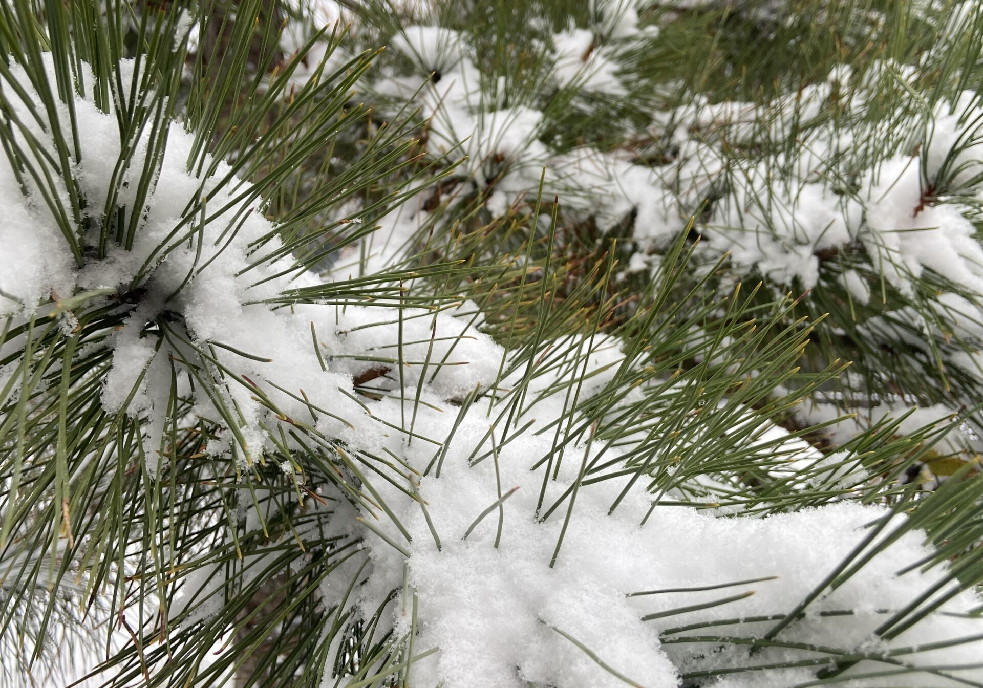 snow-covered pine needles