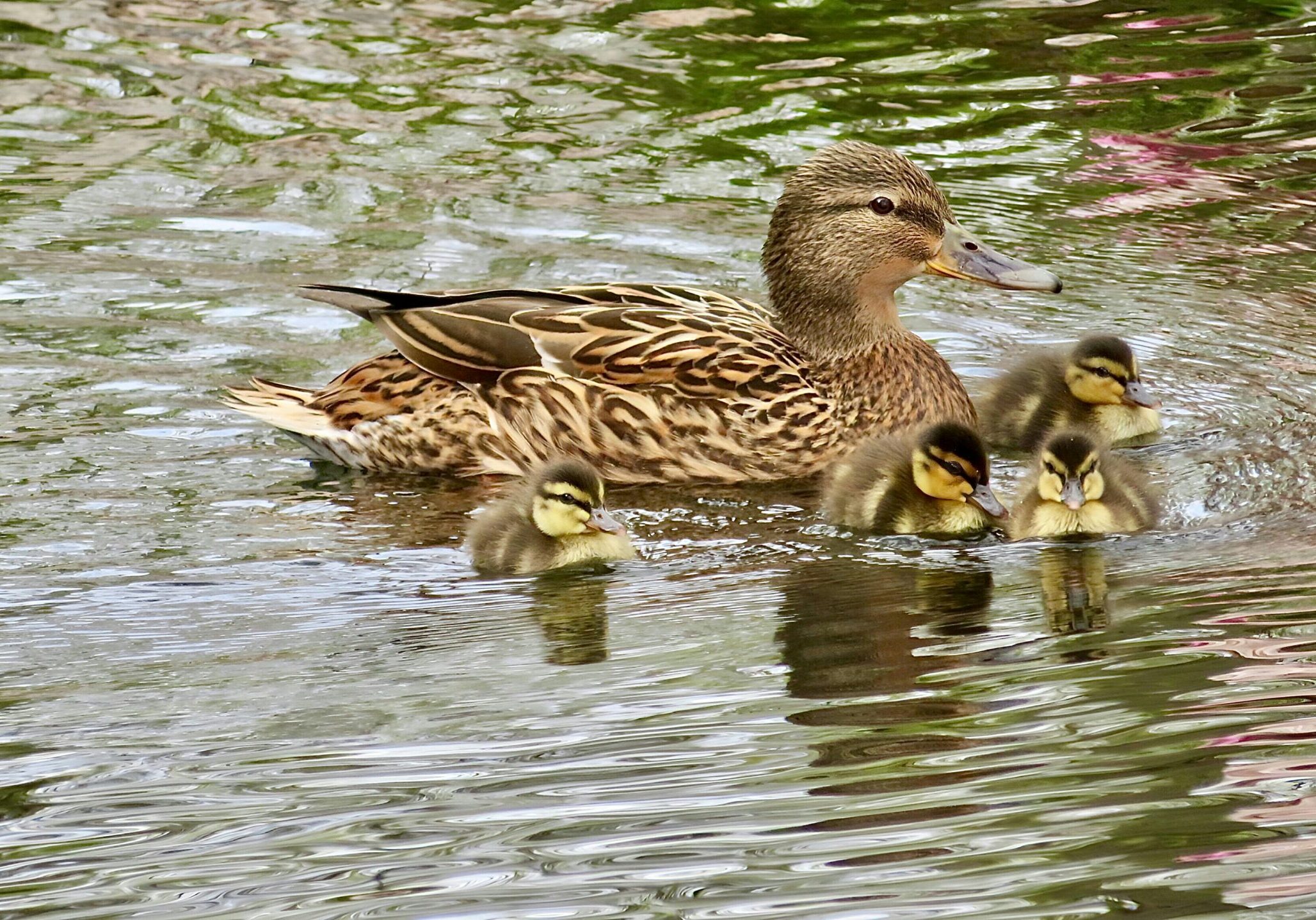 Image of a female mallard duck on a body of water with ducklings around her.