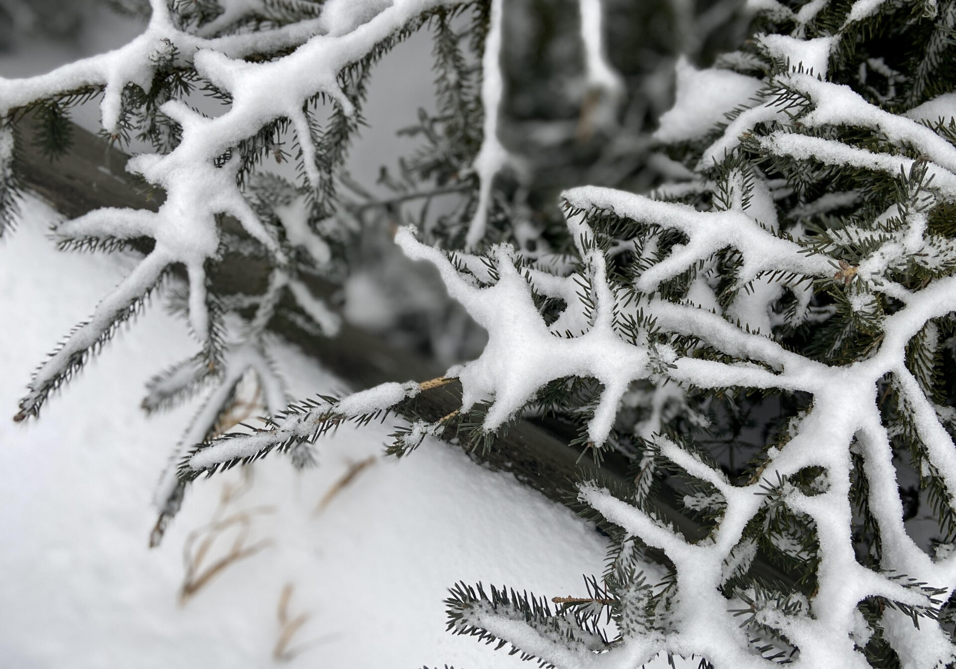a snow-covered evergreen branch